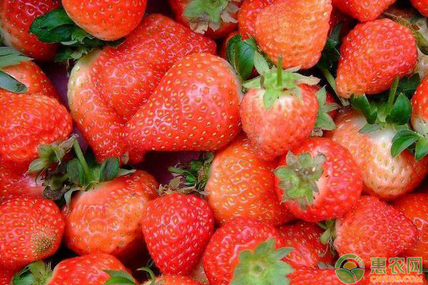 优安的觅编辑部整理:目前草莓多少钱一斤？2019年全国最新草莓价格行情分析